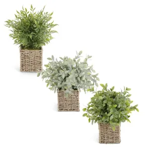 Herbs in Square Baskets - 3 Styles