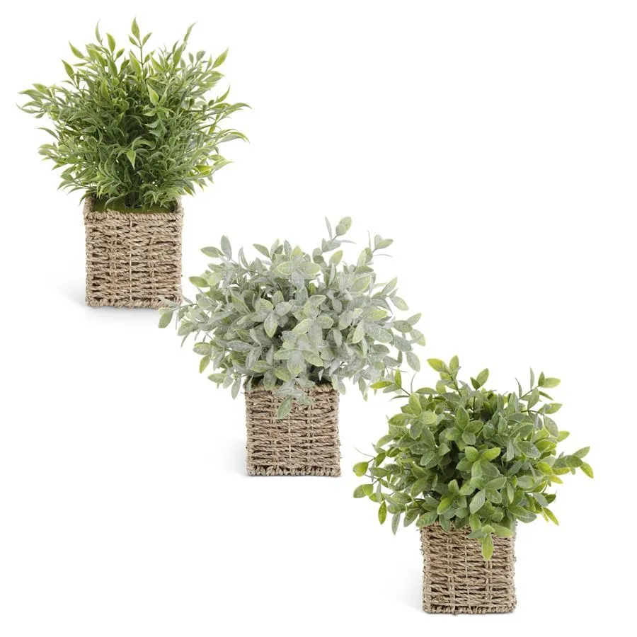 Herbs in Square Baskets - 3 Styles